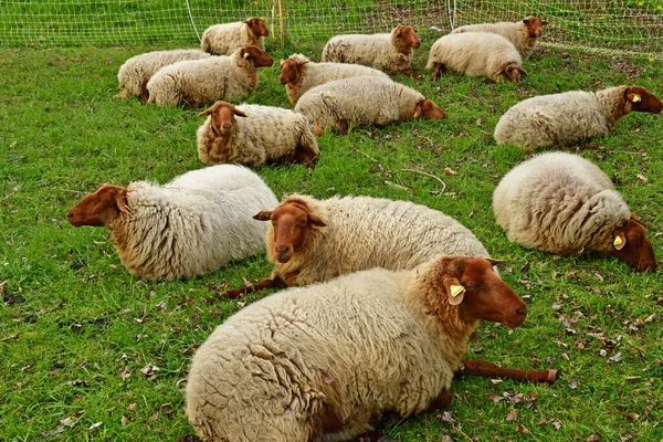 Jouy Moutier France April 2023 Вівці Освітній Фермі Ескакурі — стокове фото