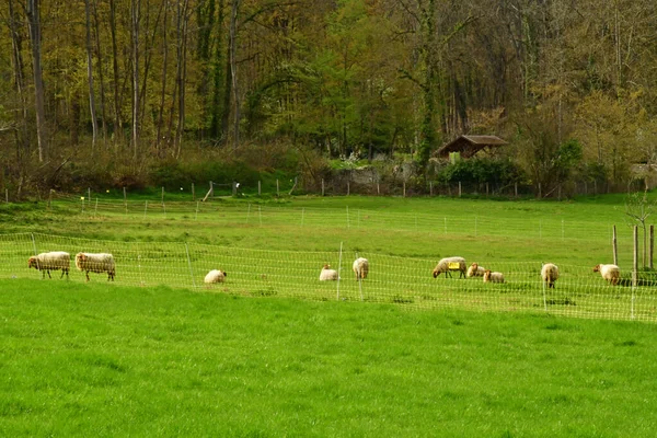 2023年4月6日フランス ジュイ ムティエ エキャンクール教育農場の羊 — ストック写真