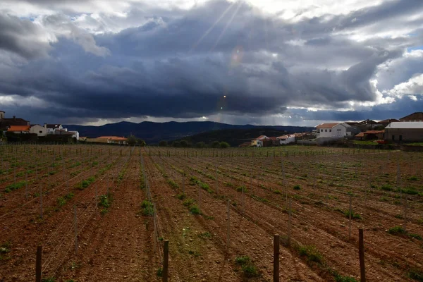 Stock image Favaios, Portugal - march 26 2022 : vineyard in the historical village center