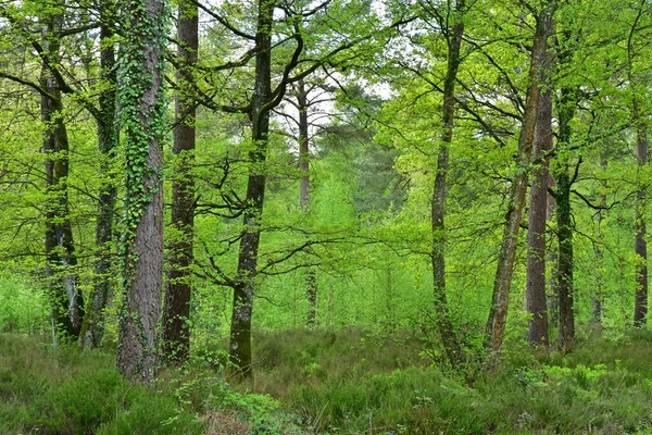 Sille Guillaume Frankrijk Mei 2023 Camping Het Bos — Stockfoto