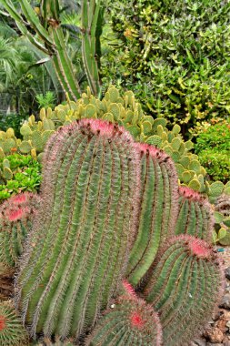 Arucas, Gran Canaria, Canary Islands - march 15 2024 : the Marquessa Gardens clipart