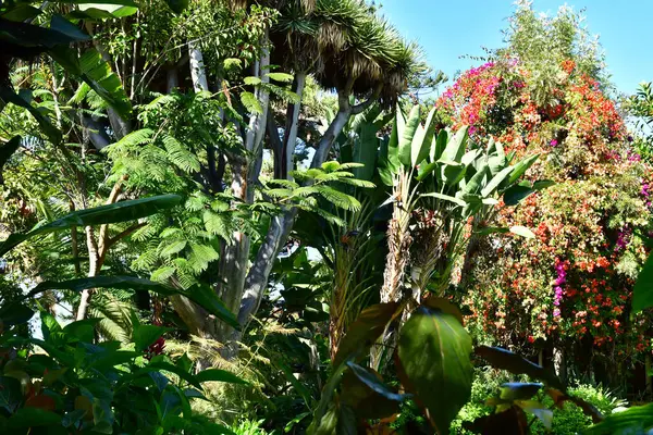 stock image Tenerife, Canary Islands - march 15 2024 : the Orchid Garden in Puerto de la Cruz