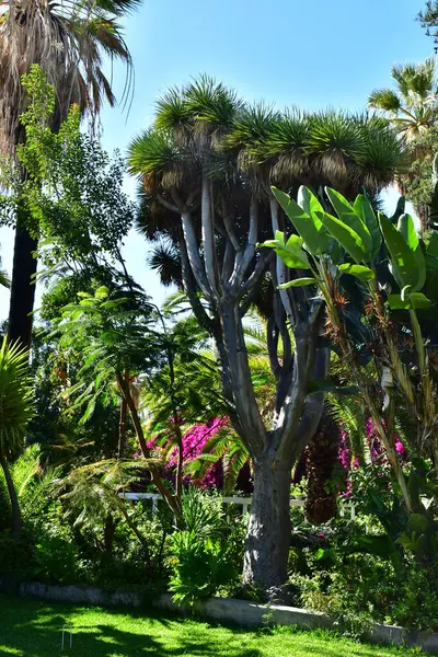 stock image Tenerife, Canary Islands - march 15 2024 : the Orchid Garden in Puerto de la Cruz