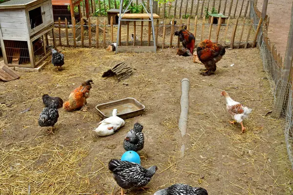 stock image Rosay; France - july 8 2024 : poultry in the educational Malowe Nature farm for kids