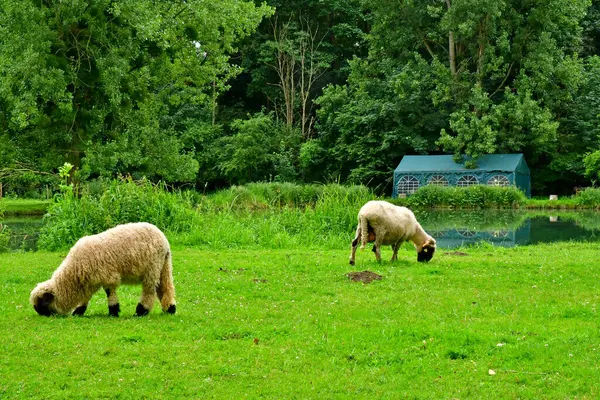 Stock image Rosay; France - july 8 2024 : the educational Malowe Nature farm for kids