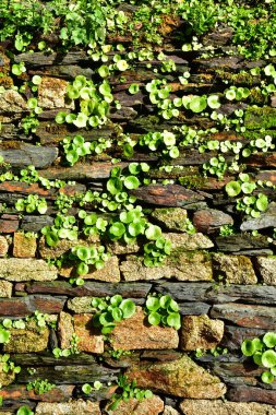 Rochefort en Terre, France - january 2 2025 : navelwort on a wall in the picturesque city center clipart