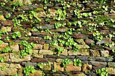 Rochefort en Terre, France - january 2 2025 : navelwort on a wall in the picturesque city center clipart