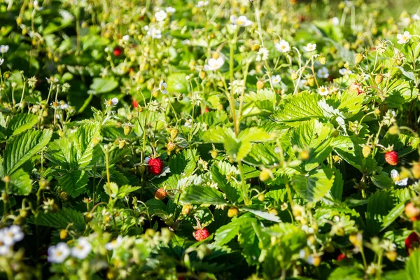Closeup Fresh Organic Garden Strawberries Growing Field — Stock Photo, Image