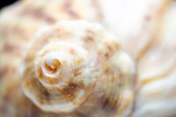 stock image Macro close up of sea shell. Selective focus, shallow depth of field.
