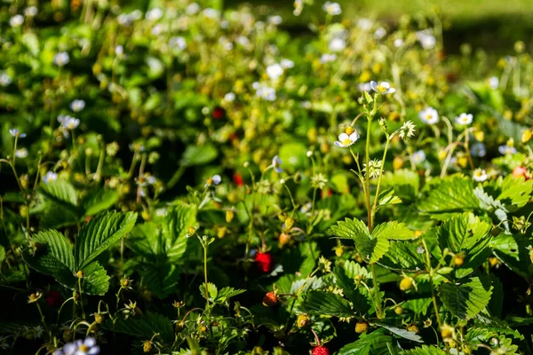种植在田野里的新鲜有机草莓 — 图库照片
