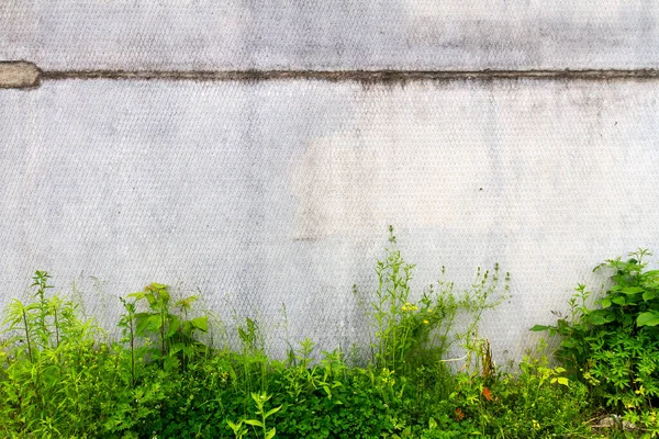 Městská Špinavě Šedá Betonová Zeď Zelenou Trávou Grunge Vinobraní Pozadí — Stock fotografie