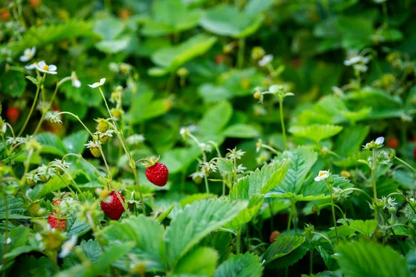 밭에서 자라는 유기농 딸기를 클로즈업하는 — 스톡 사진