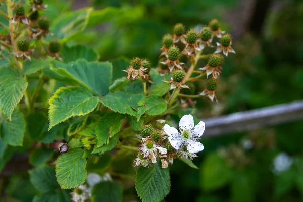 黑莓在枝条上生长开花 靠近一朵花和未成熟的浆果 — 图库照片