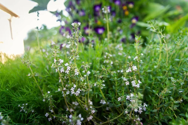 Fresh Thyme Herbs Thymus Vulgaris Growing Garden — Stock Photo, Image