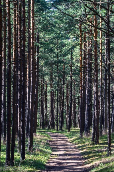 晴れた日にリトアニアの緑の松林 — ストック写真