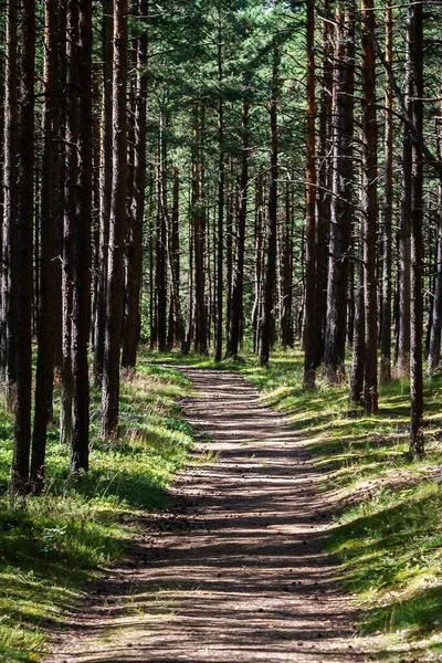Зелений Сосновий Ліс Литви Сонячний День — стокове фото