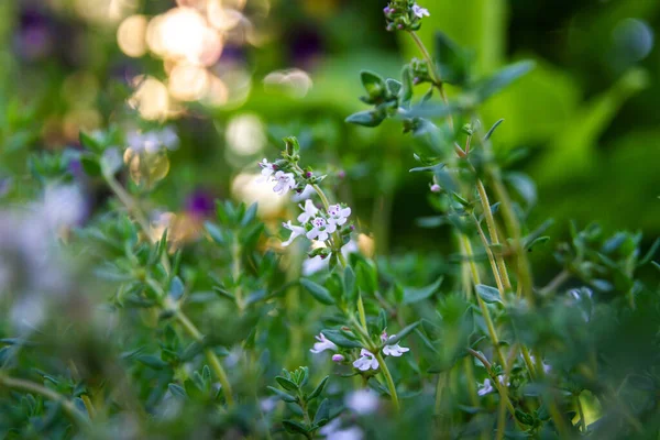 新鲜的百里香草本 在花园里生长的普通胸腺 — 图库照片
