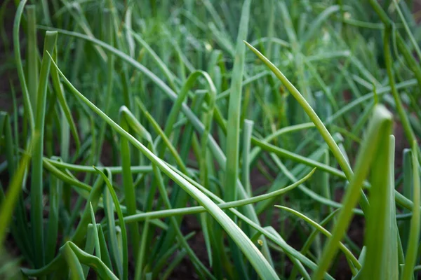 Primer Plano Cebollas Verdes Que Crecen Campo Verduras Primavera Alimentos — Foto de Stock