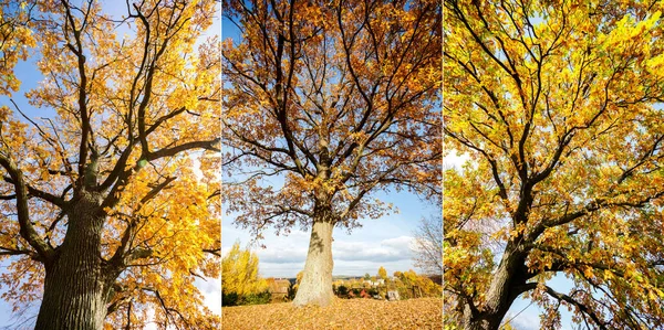 Collection Images Beautiful Autumn Trees Sunny Day — Stock Photo, Image