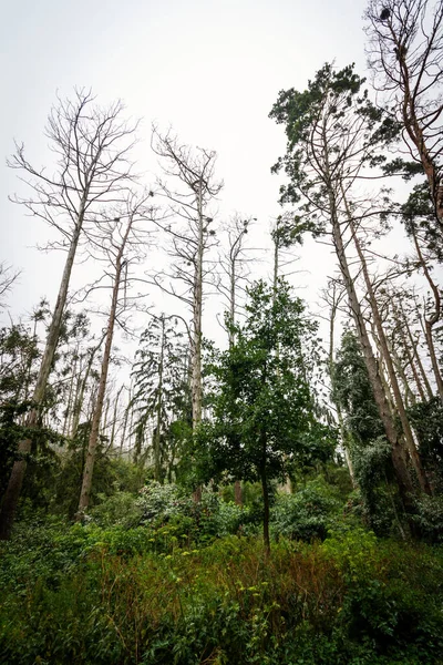 リトアニアのJuodkranteにある死んだ松の木の死体の巣 — ストック写真