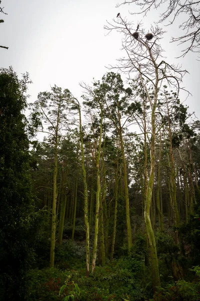 リトアニアのJuodkranteにある死んだ松の木の死体の巣 — ストック写真