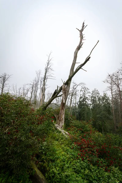 立陶宛胡德坎特死去的松树上的死窝 — 图库照片