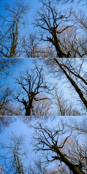 Oak tree branches with no leaves against blue sky. Silhouette of oak tree branches