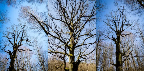 橡树树枝没有叶子对蓝天 橡树树枝剪影 — 图库照片