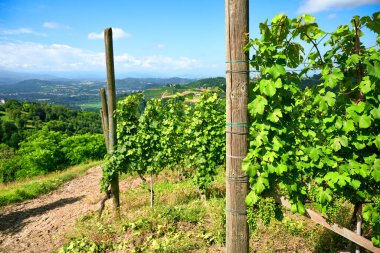 Açık bir temmuz gününde İtalya 'nın Barolo, Piedmont kentindeki Langhe tepelerinde üzüm bağları. Olgunlaşmamış üzümlerle dolu yeşil asmalar henüz hasat edilmeye hazır değil..