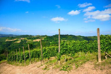 Açık bir temmuz gününde İtalya 'nın Barolo, Piedmont kentindeki Langhe tepelerinde üzüm bağları. Olgunlaşmamış üzümlerle dolu yeşil asmalar henüz hasat edilmeye hazır değil..