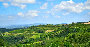 Açık bir temmuz gününde İtalya 'nın Barolo, Piedmont kentindeki Langhe tepelerinde üzüm bağları. Olgunlaşmamış üzümlerle dolu yeşil asmalar henüz hasat edilmeye hazır değil..