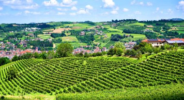 Açık bir temmuz gününde İtalya 'nın Barolo, Piedmont kentindeki Langhe tepelerinde üzüm bağları. Olgunlaşmamış üzümlerle dolu yeşil asmalar henüz hasat edilmeye hazır değil..