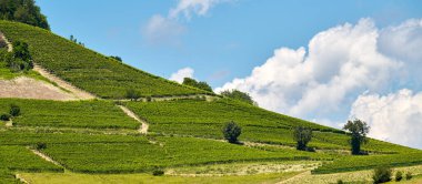 Açık bir temmuz gününde İtalya 'nın Barolo, Piedmont kentindeki Langhe tepelerinde üzüm bağları. Olgunlaşmamış üzümlerle dolu yeşil asmalar henüz hasat edilmeye hazır değil..