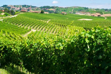 Açık bir temmuz gününde İtalya 'nın Barolo, Piedmont kentindeki Langhe tepelerinde üzüm bağları. Olgunlaşmamış üzümlerle dolu yeşil asmalar henüz hasat edilmeye hazır değil..