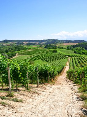 Açık bir temmuz gününde İtalya 'nın Barolo, Piedmont kentindeki Langhe tepelerinde üzüm bağları. Olgunlaşmamış üzümlerle dolu yeşil asmalar henüz hasat edilmeye hazır değil..