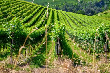 Açık bir temmuz gününde İtalya 'nın Barolo, Piedmont kentindeki Langhe tepelerinde üzüm bağları. Olgunlaşmamış üzümlerle dolu yeşil asmalar henüz hasat edilmeye hazır değil..