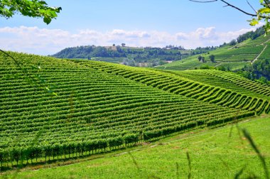 Açık bir temmuz gününde İtalya 'nın Barolo, Piedmont kentindeki Langhe tepelerinde üzüm bağları. Olgunlaşmamış üzümlerle dolu yeşil asmalar henüz hasat edilmeye hazır değil..
