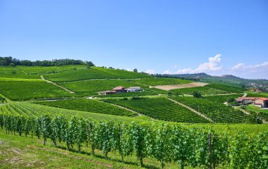 Açık bir temmuz gününde İtalya 'nın Barolo, Piedmont kentindeki Langhe tepelerinde üzüm bağları. Olgunlaşmamış üzümlerle dolu yeşil asmalar henüz hasat edilmeye hazır değil..