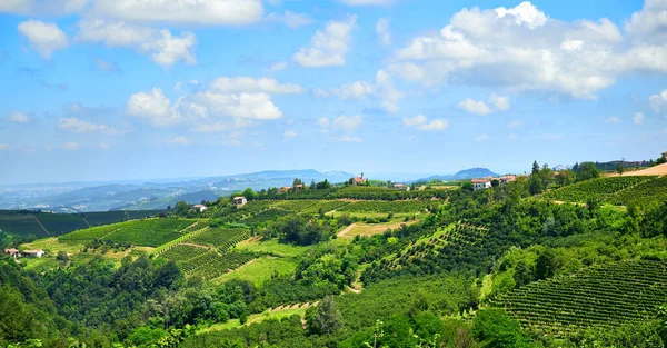 イタリアのバロロ ピエモンテの国 ラングの丘の上の新鮮なブドウのワインヤードは 7月の明確な日に 未熟なブドウの束がまだ収穫する準備ができていないワインの緑の行 — ストック写真