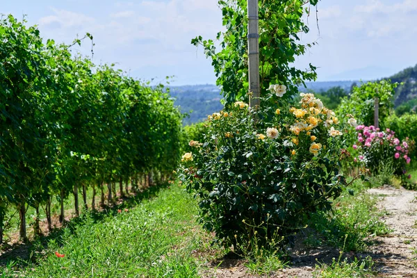 언덕에 신선한 포도밭 바롤로 피에몬트 이탈리아의 준비가되지 Unripe 덩어리와 포도나무의 — 스톡 사진