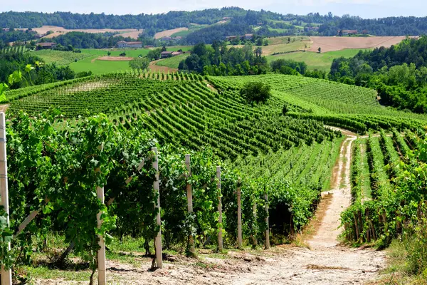 stock image Vineyards of fresh grapes on the hills of the Langhe, in the country of Barolo, Piedmont, Italy on a clear July day. Green rows of vines with bunches of unripe grapes not yet ready to be harvested.