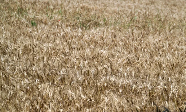 麦穗在前景中 嫩绿的麦田 被大风吹动着 七月阳光照射的麦田 — 图库照片
