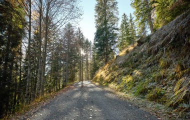 Ormanda sonbahar yaprakları, Monte Pelmo manzaralı, Dolomitler, Belluno bölgesi, Veneto, İtalya, Avrupa. Croda da da Lago dağlarına giden ağaçlık alanlarda yürüyüş, yürüyüş ve bisiklet turları için popüler bir yer..