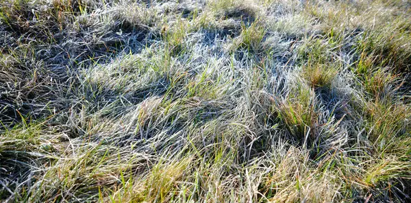 Field Green Grass Covered Frost Morning Light Night Cold Temperatures — Stock Photo, Image