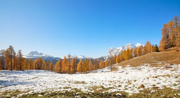 Larch Forests Orange Colors Autumn Belluno Dolomites Cortina Ampezzo Veneto — стоковое фото