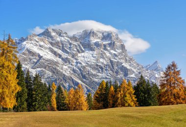 Cortina d 'Ampezzo, Veneto, İtalya ve Avrupa' daki Belluno Dolomitlerinde sonbaharın turuncu renklerine sahip Larch ormanları. Arka planda Tofane 'nin karakteristik zirveleri, tırmanış, yürüyüş, yürüyüş, bisiklet, kayak ve s için popüler bir nokta.