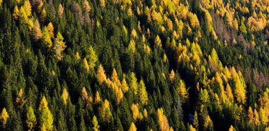 Bir dağ yamacında sonbahar yaprakları renginde köknar ve karaçam ağaçlarının arkaplanı. Yukarıdan yeşil ve turuncu ağaçlar görünüyor.