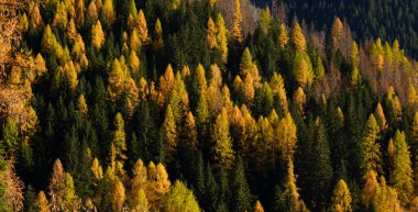 Bir dağ yamacında sonbahar yaprakları renginde köknar ve karaçam ağaçlarının arkaplanı. Yukarıdan yeşil ve turuncu ağaçlar görünüyor.
