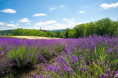 Sale San Giovanni, Langhe bölgesi, Piedmont, İtalya ve Avrupa köyünün yakınlarında açan lavanta dalları kapanıyor.