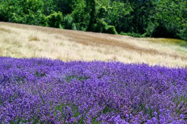 Sale San Giovanni, Langhe bölgesi, Piedmont, İtalya ve Avrupa yakınlarındaki lavanta tarlası çiçek açtı
